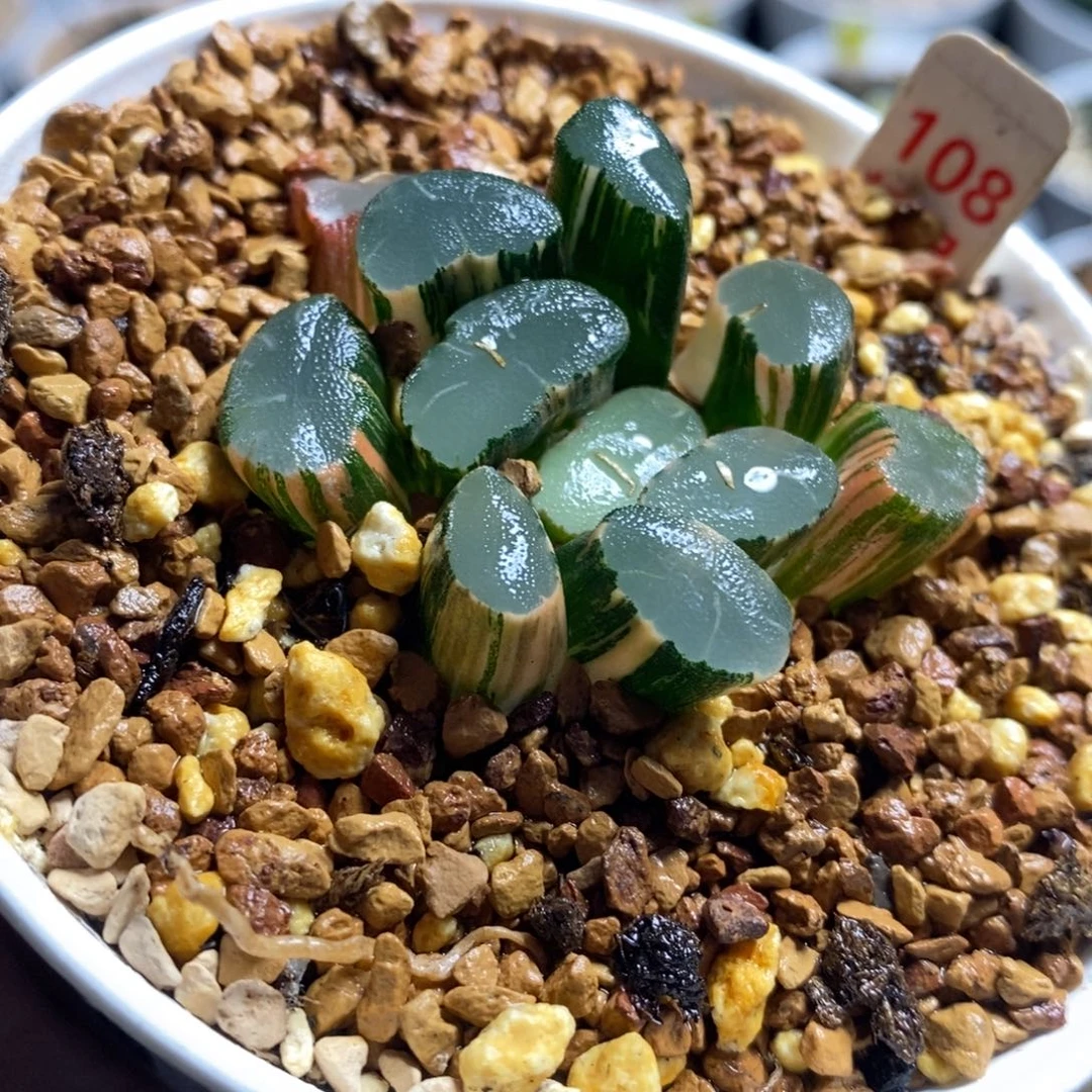 108透镜十二卷多肉植物