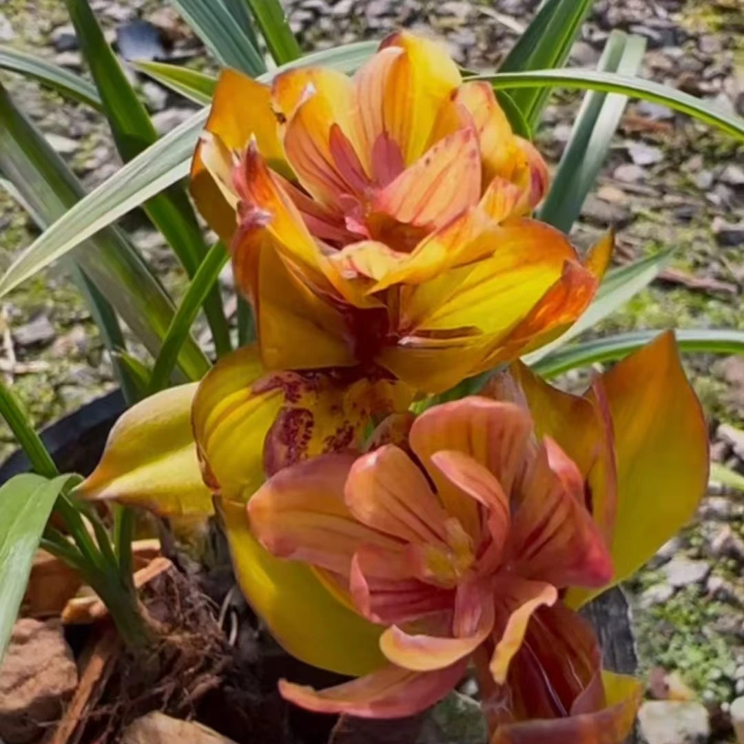 七彩牡丹 春兰奇花转色花 带花苞 室内高端盆栽绿植 国兰 兰花