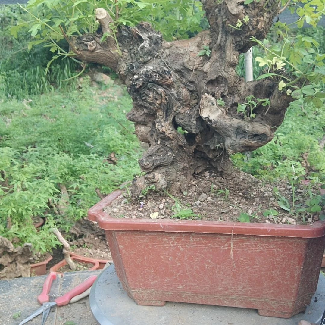 当前无花栽培后可以开花