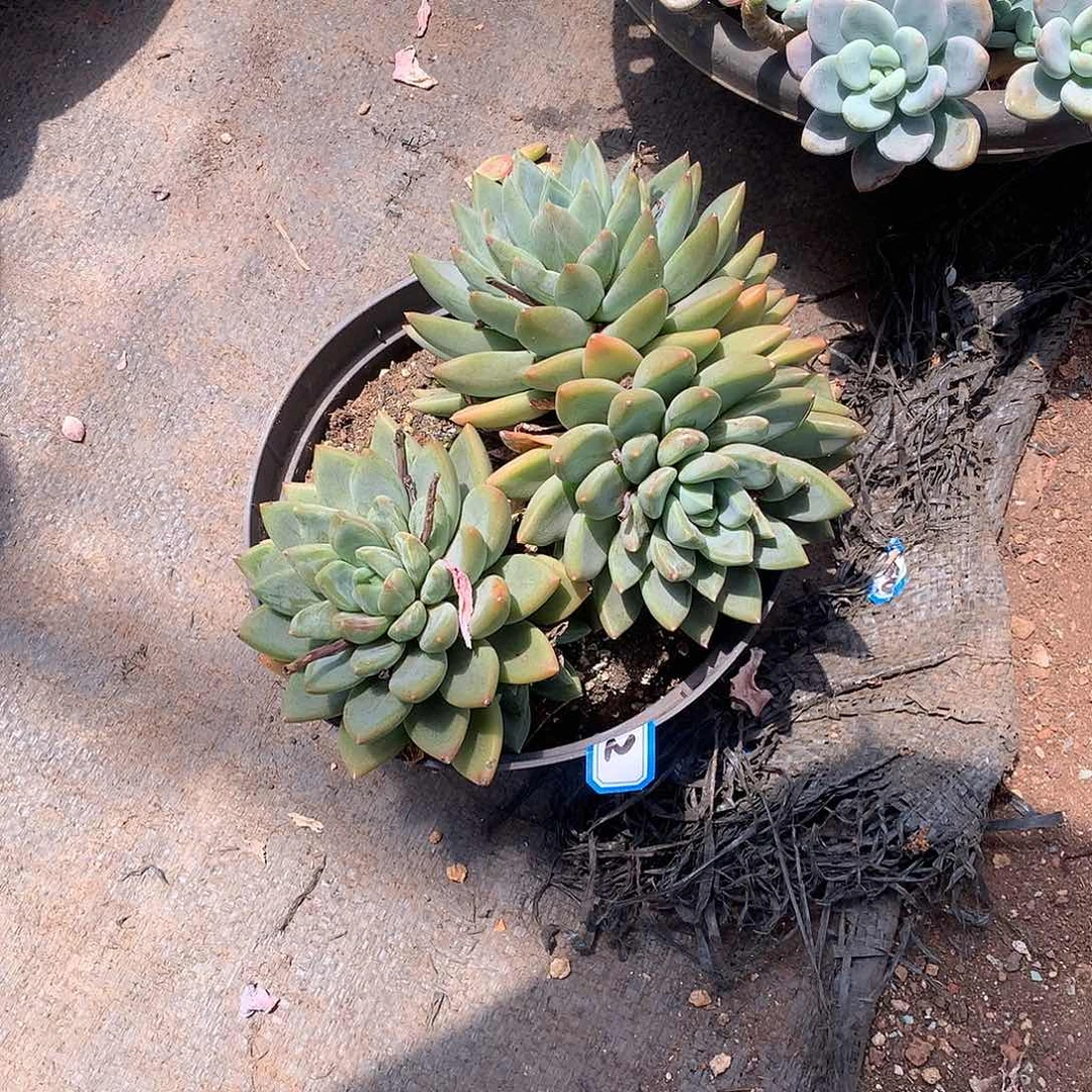 02红蛋 一物一拍多肉