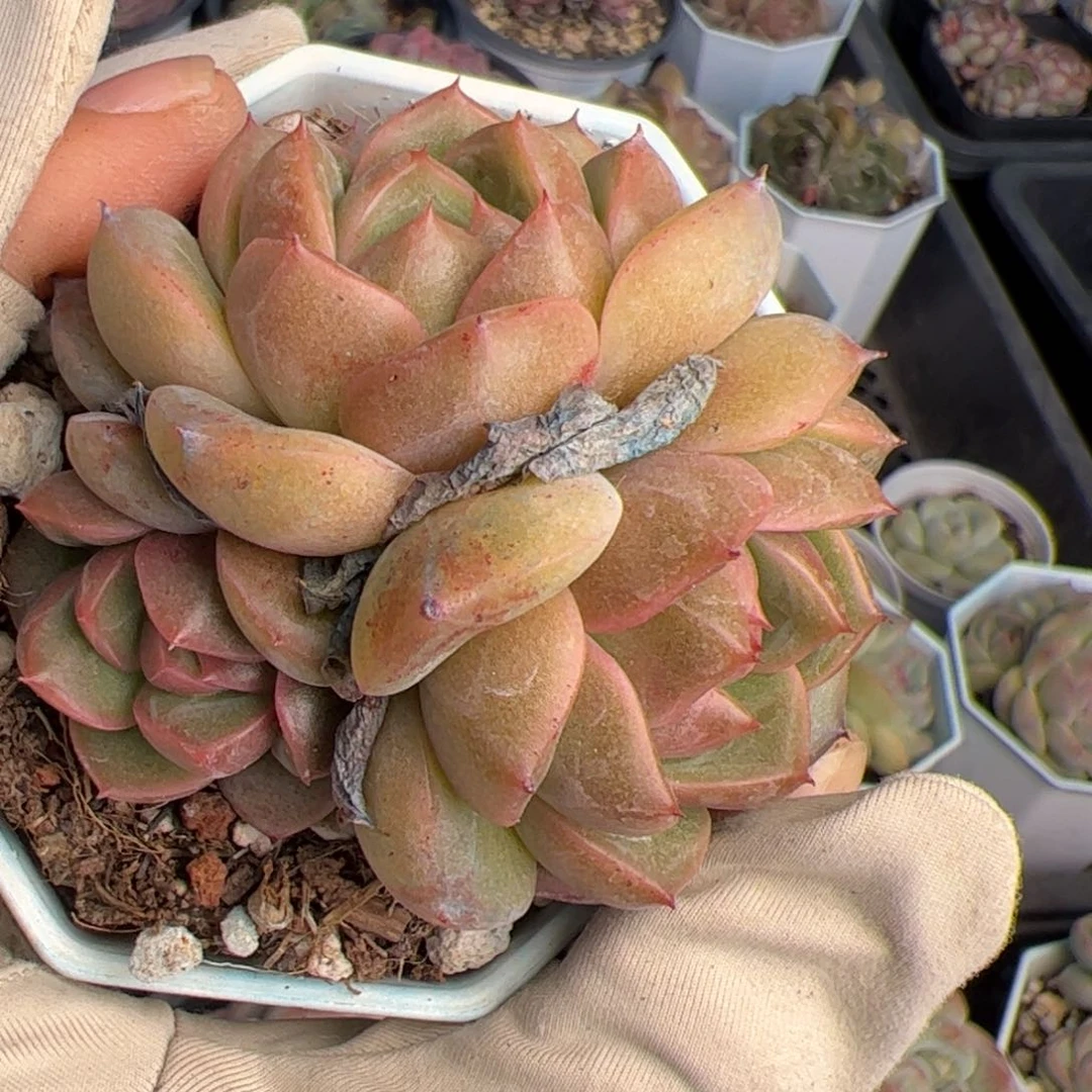 往**生166 多肉植物组合盆栽