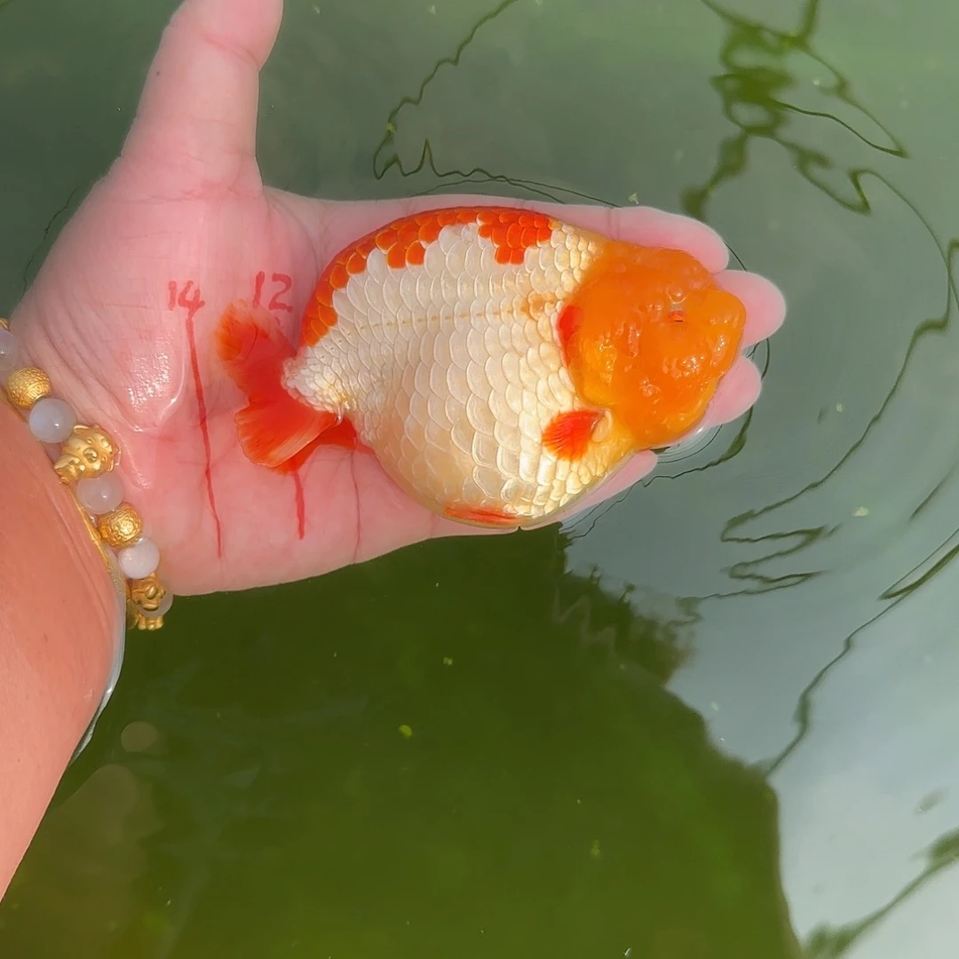 金鱼073十一红兰寿金鱼