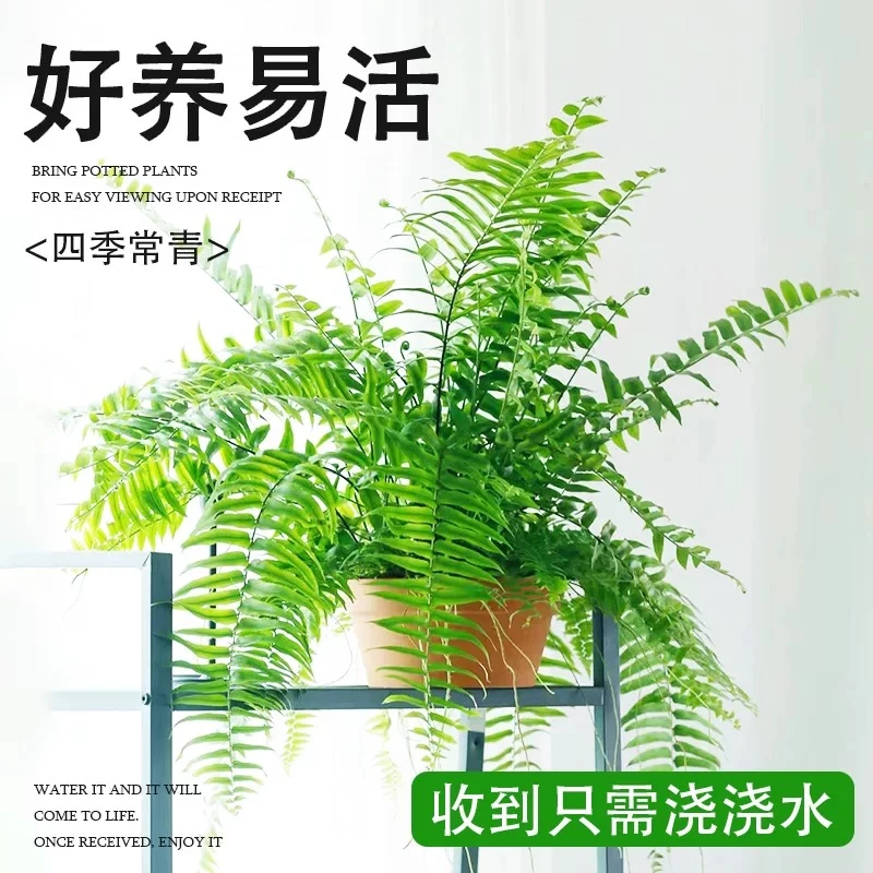 蕨类植物盆栽霸王蕨长藤叶垂吊室内客厅阳台造景耐阴好养绿植