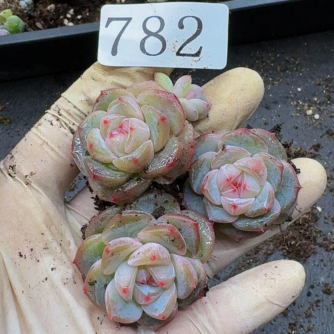 多肉植物多肉植物782