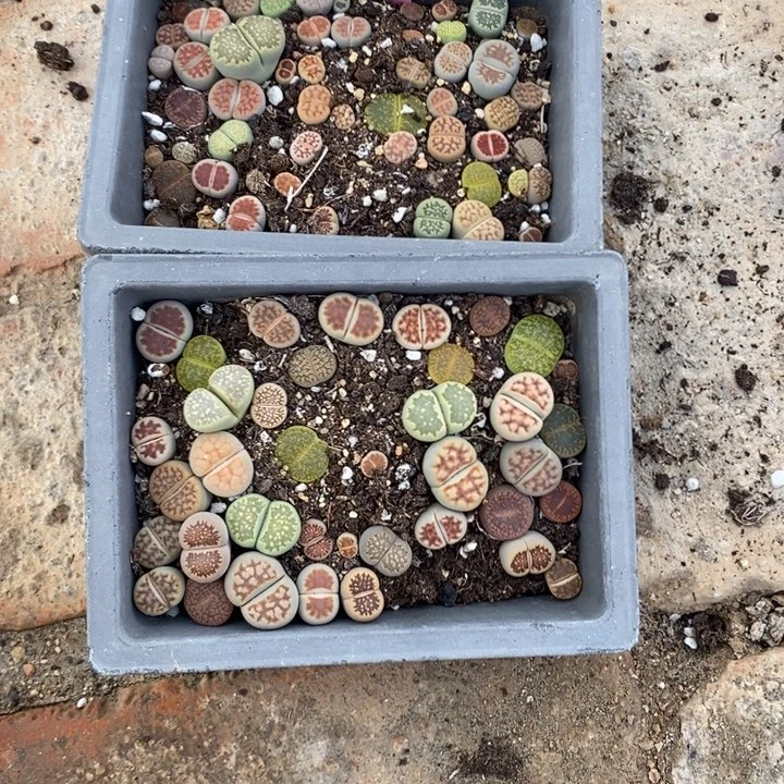 头***了生石花的季节是984