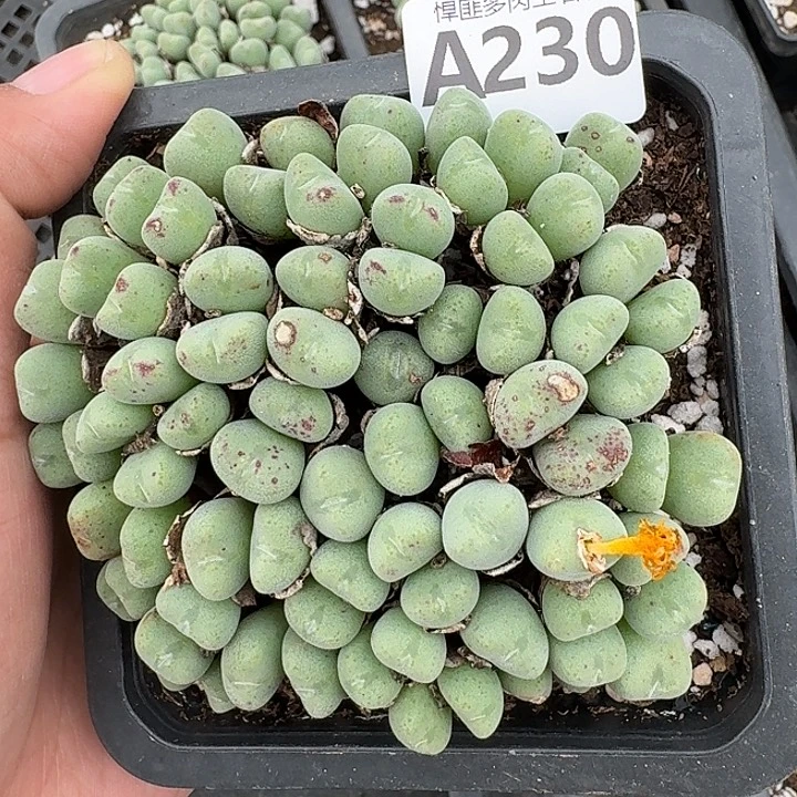 230多肉植物多肉植物