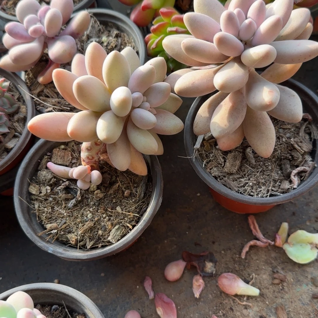 无花朵90小粉色恋人