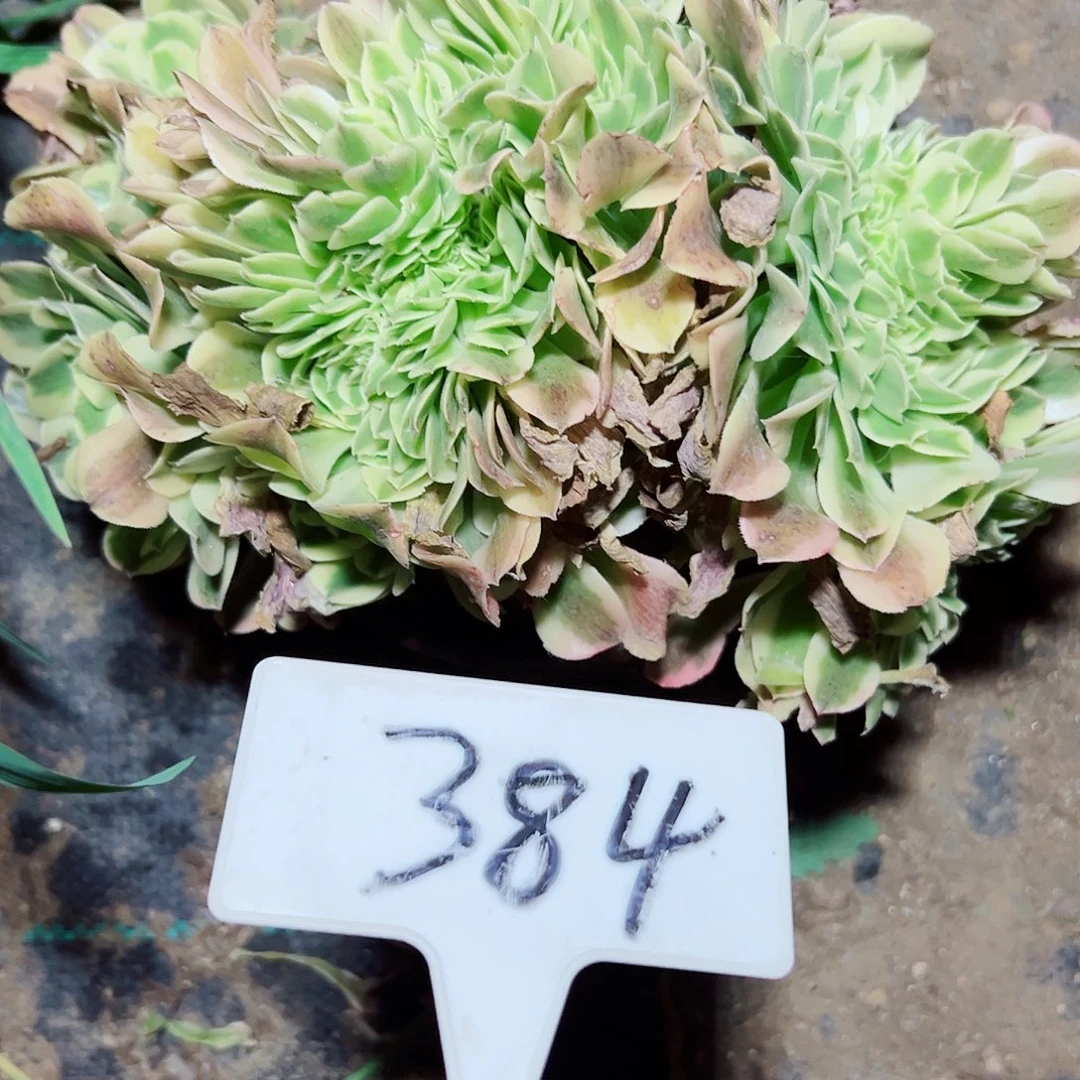 多肉植物迈巴赫缀花