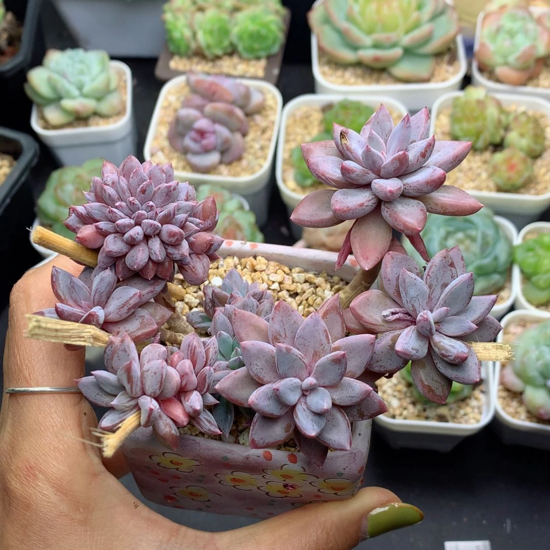 58包邮  群生不包整巧克力62