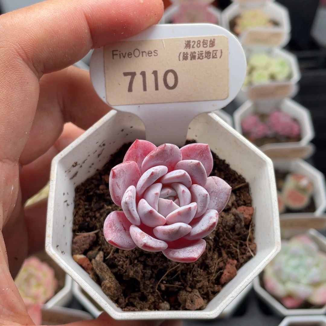 维特7110-4.0厘米