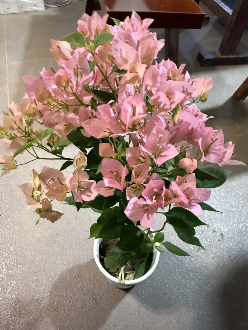 绿叶马斯(三角梅)原生大苗四季开花老桩爬藤植物