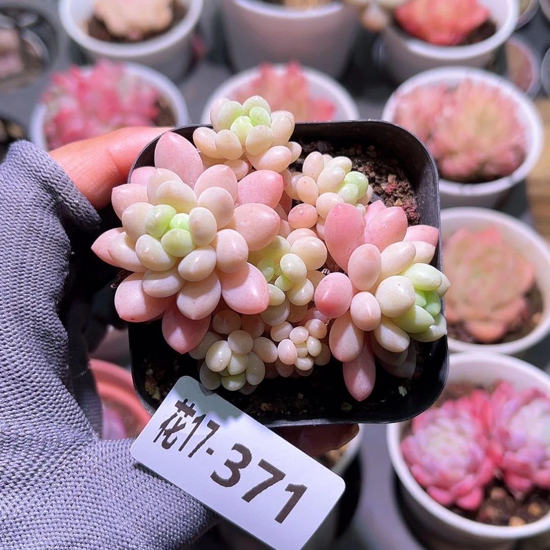 花17-371洛可可群