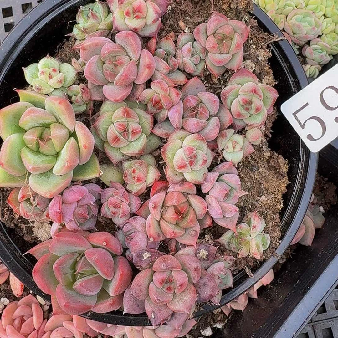 多肉植物多肉植物591