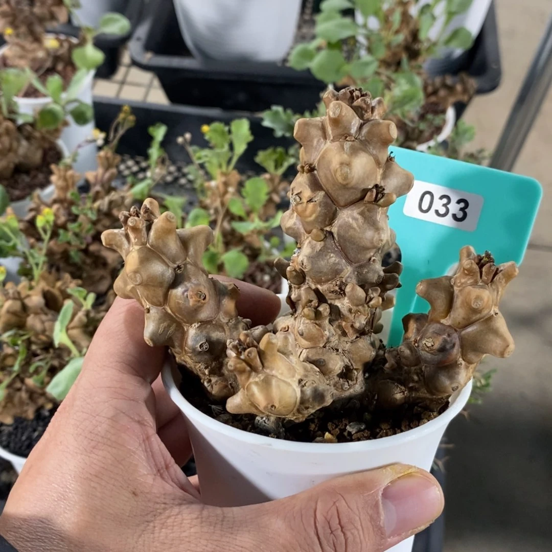 蛮鬼塔厚炖菊多肉植物