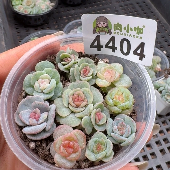 多肉植物多肉植物