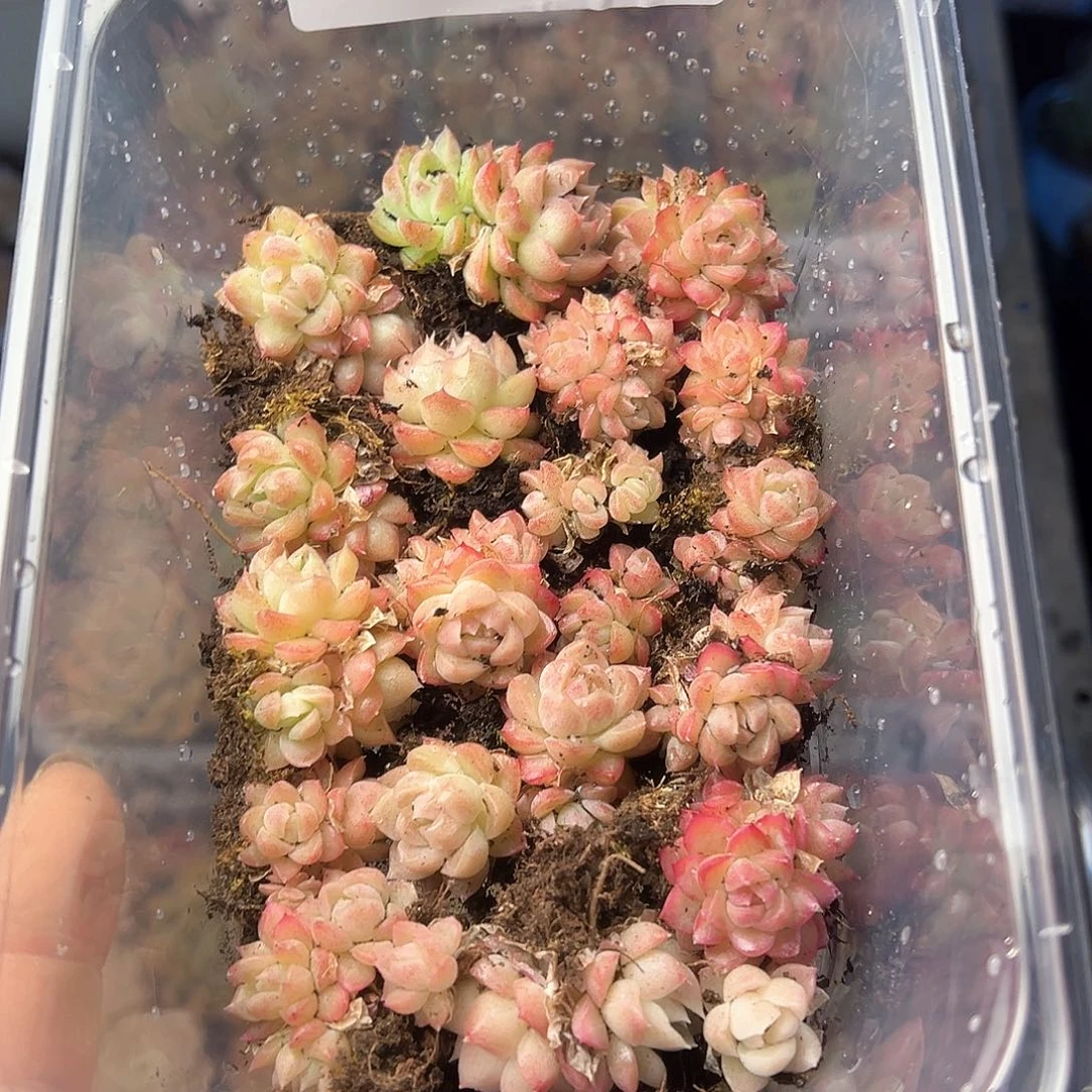 840，多肉、一物一拍