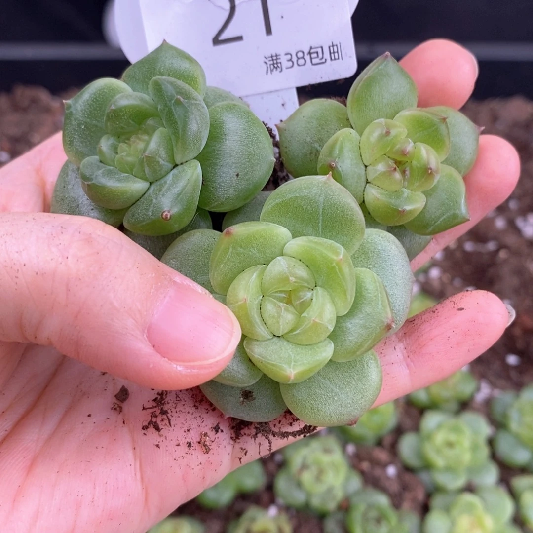 21号珍妮三颗一组包邮