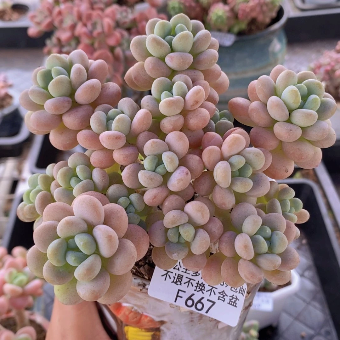 洛可可10cm667多肉植物