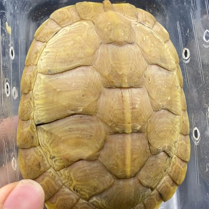 巴西彩龟母66666666