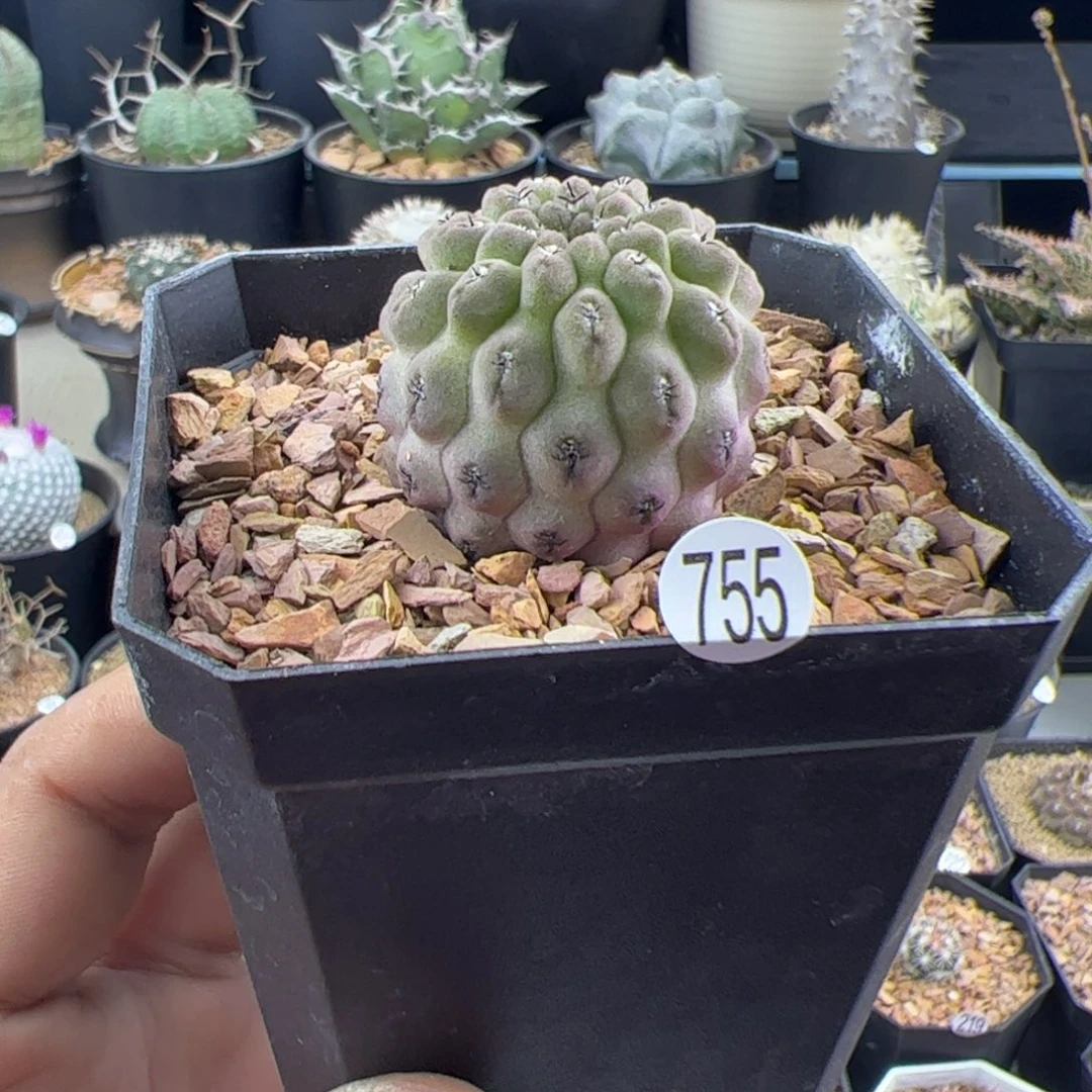 豹头实生一物一拍755