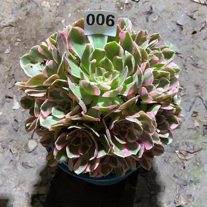 法师一物一拍006