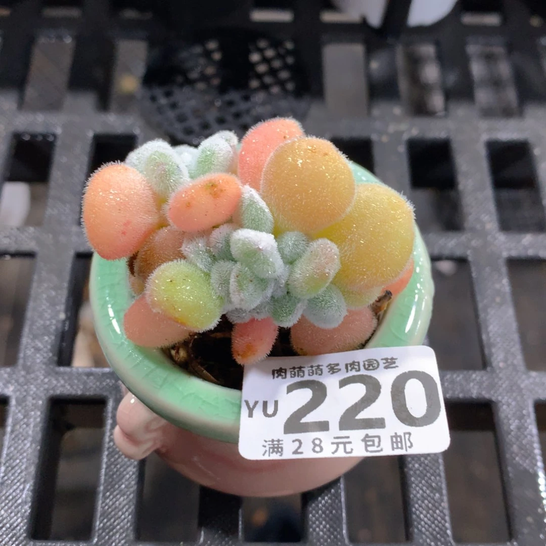 肉萌萌拇指盆精控多肉YU220