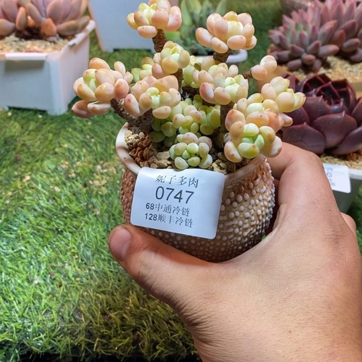 0747啊啊啊啊啊啊啊啊