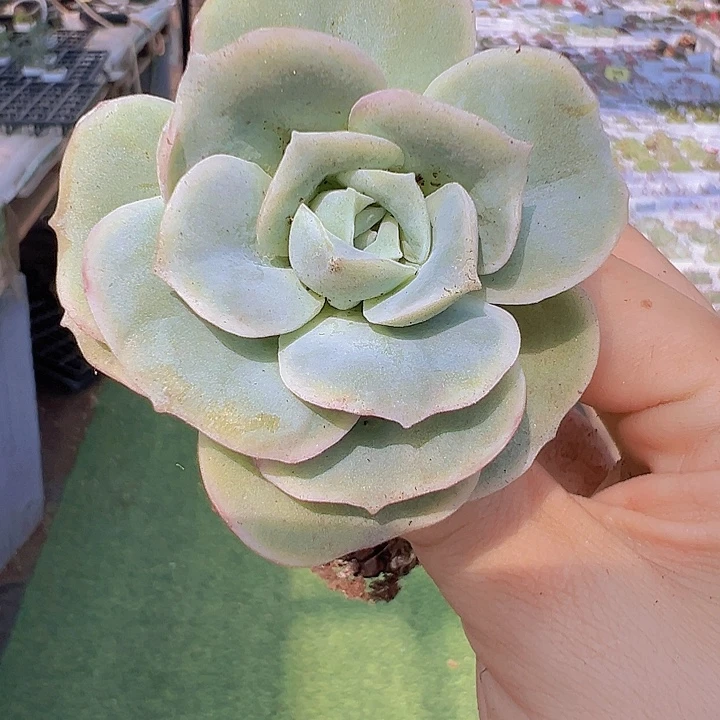 可爱玫瑰托土19包邮