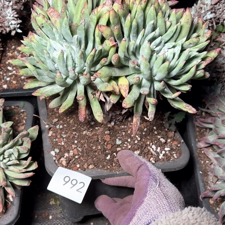 静*992哈哈哈哈哈哈哈哈哈