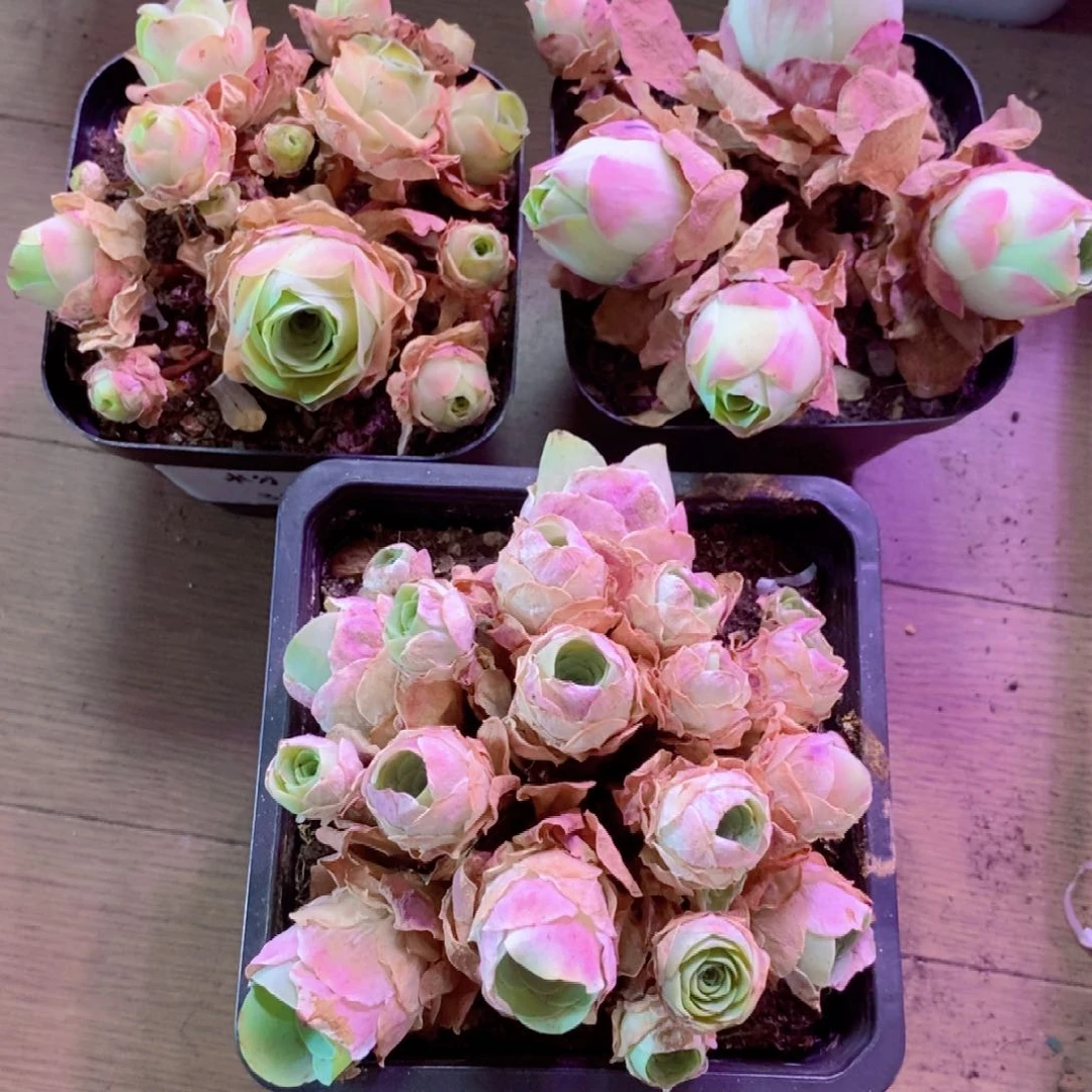 山地玫瑰新粉福利一物一拍0088