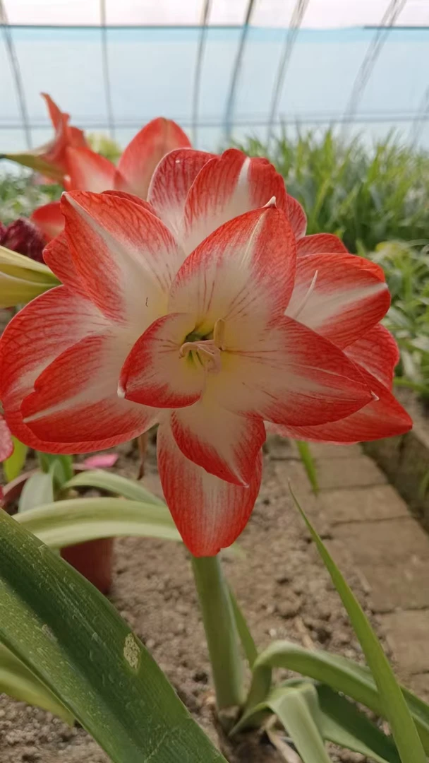 朱顶红-花孔雀开花球6厘米+