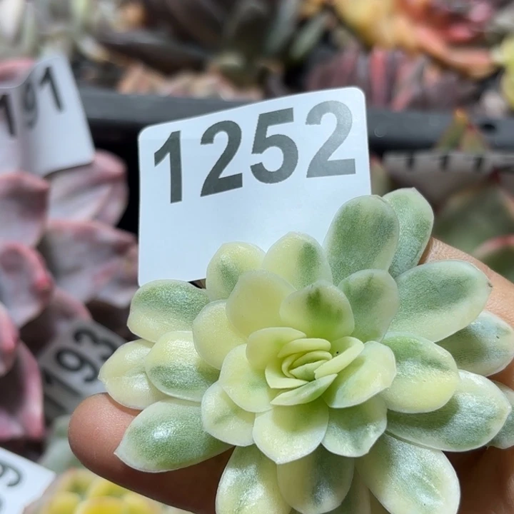 头盖锦多肉植物满18包邮当场凑单