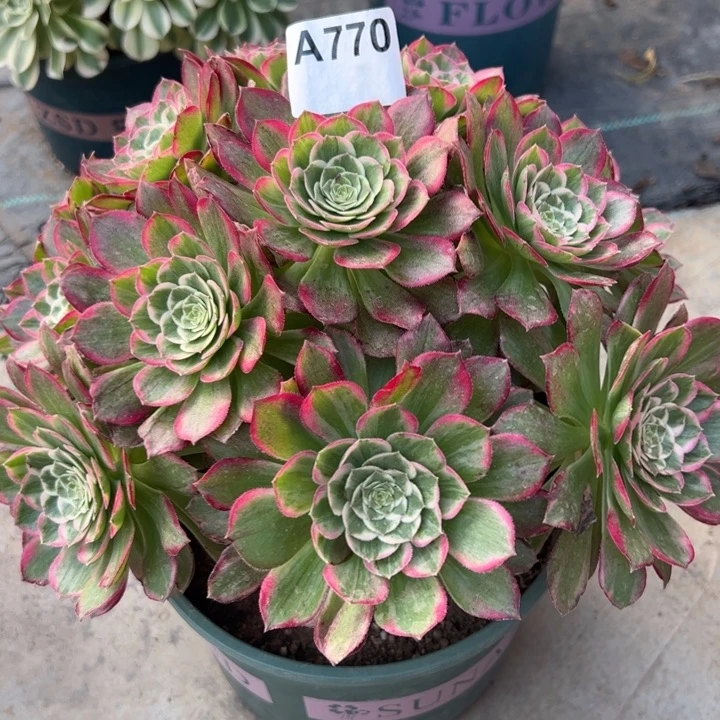 770莲花25厘米左右