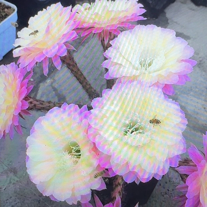 马丙侧芽4公分左右彩草20包邮）