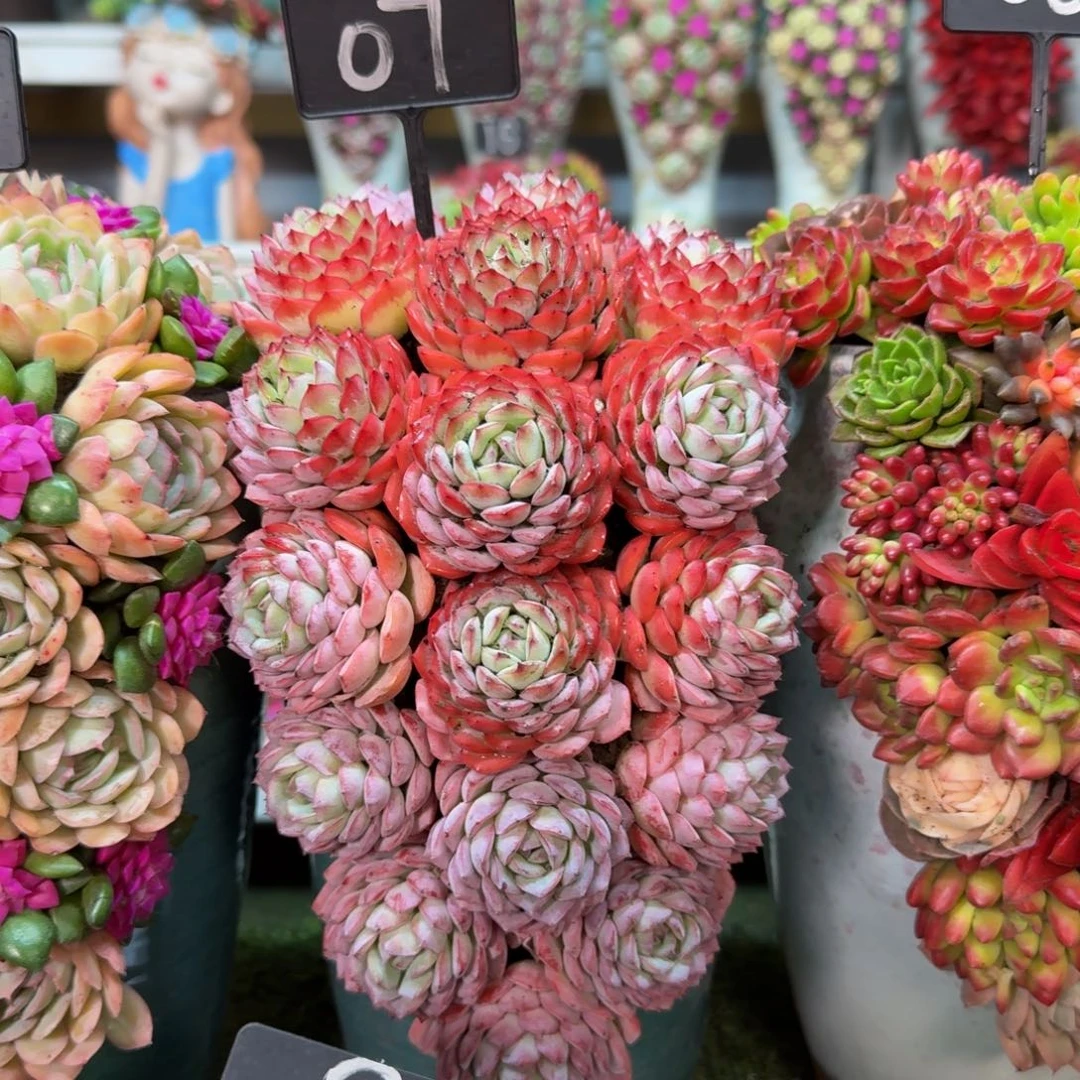 07福利款式多肉盆景