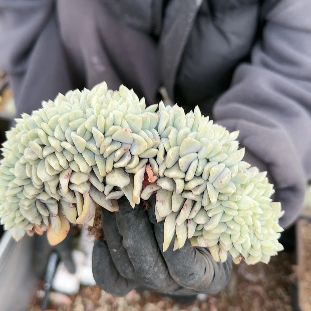 星影缀 060号68         肉