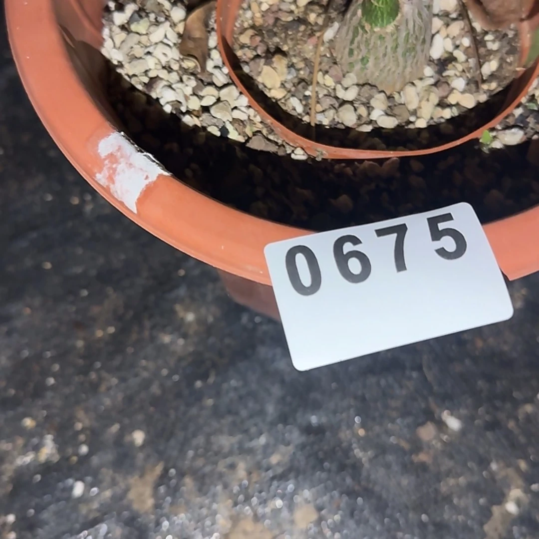 【闪购商品】蔡*练块根植物