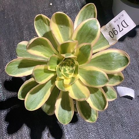 790燕姿锦多肉法师