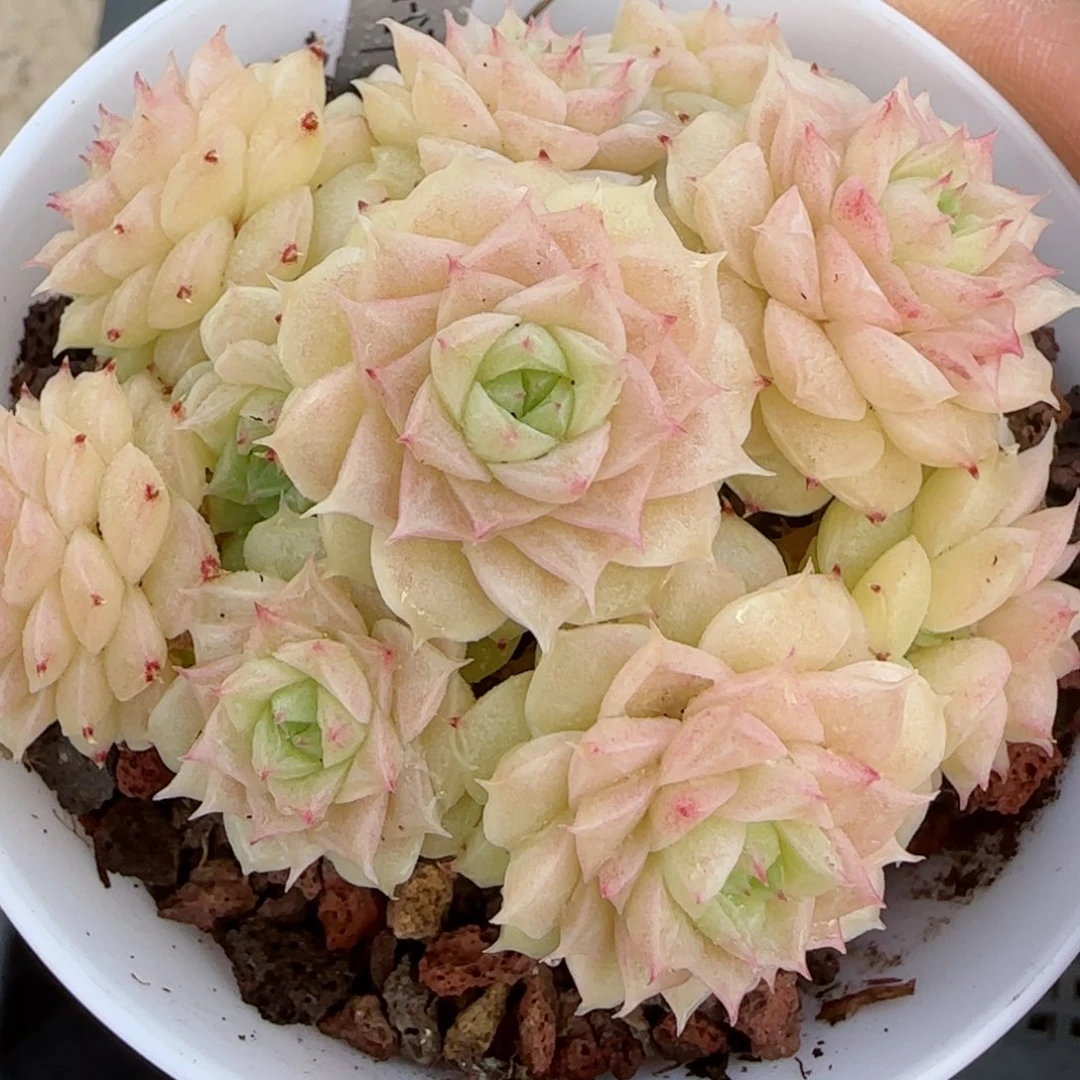 家****枚【闪购商品】0305-32（ht-57）