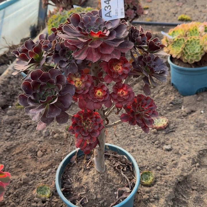 叮***铃法师多肉不包损花蝴蝶346