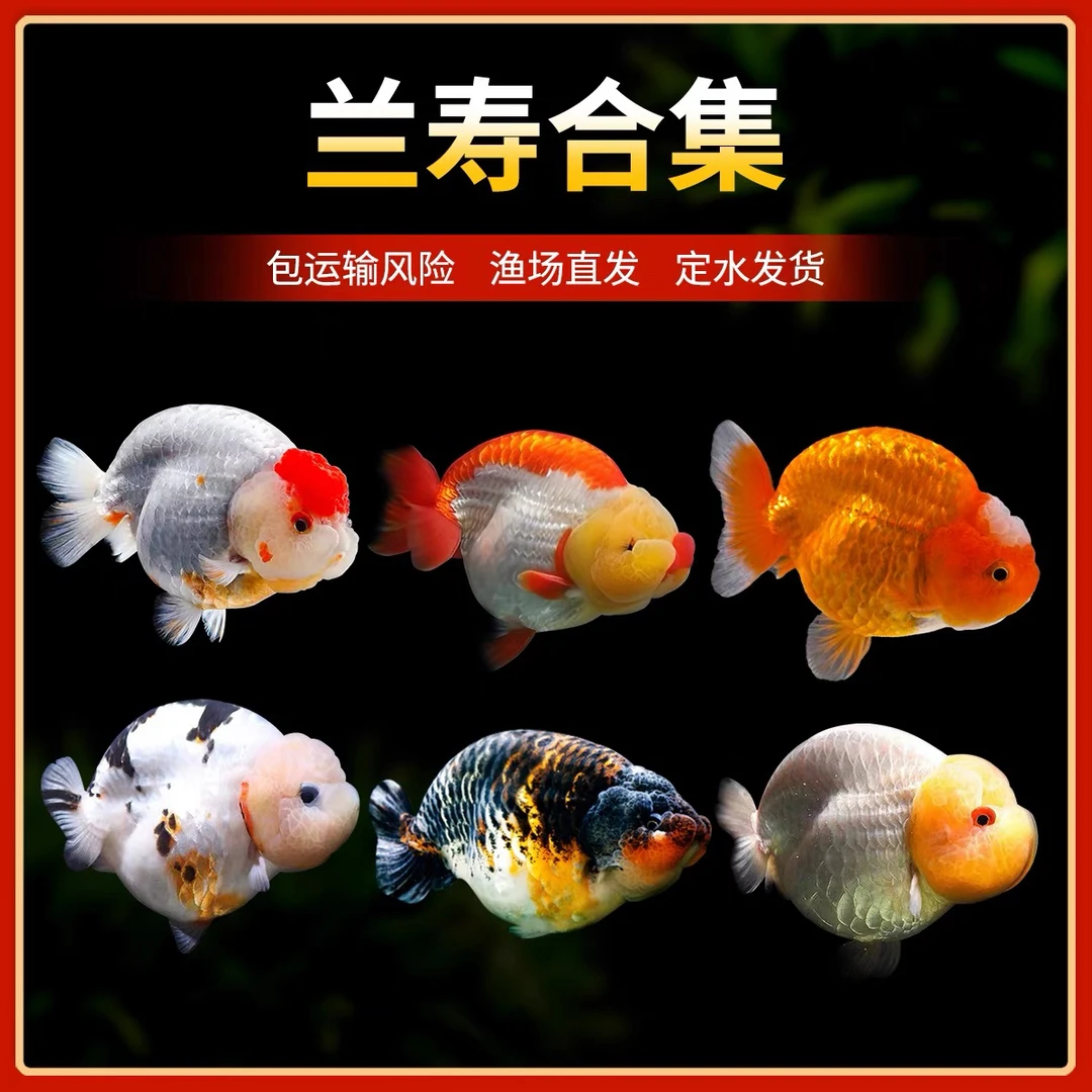 兰寿泰狮熊猫金鱼活体冷水观赏鱼苗好养耐活