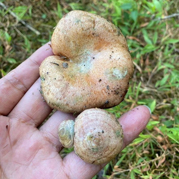 【顺丰包邮】三九菇508g/袋大别山特产油爆松树菇半加工发货