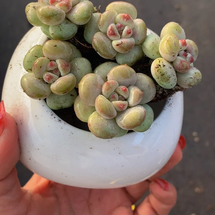 樱桃5颗单  5颗双头  包邮