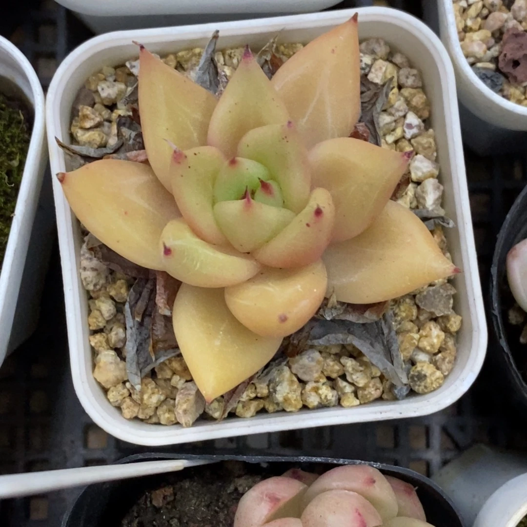 精品多肉一物一拍不包整132