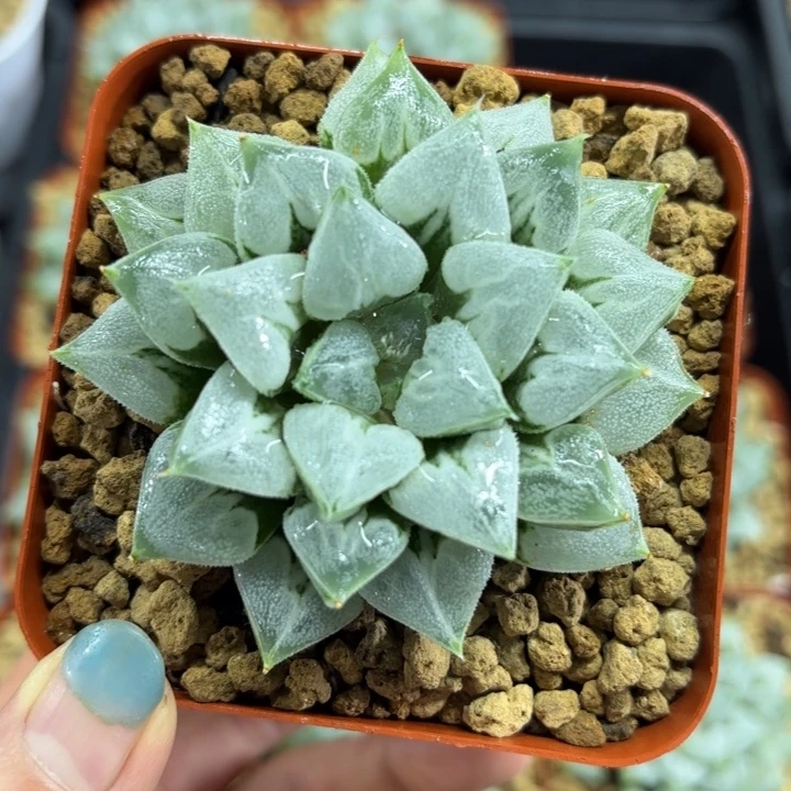 母本大爱心寿多肉植物