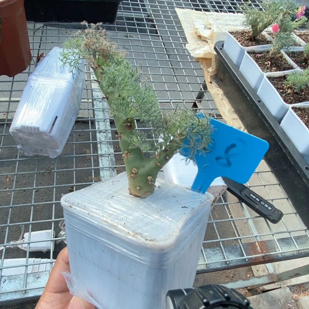 ?****?白皮月界多肉植物