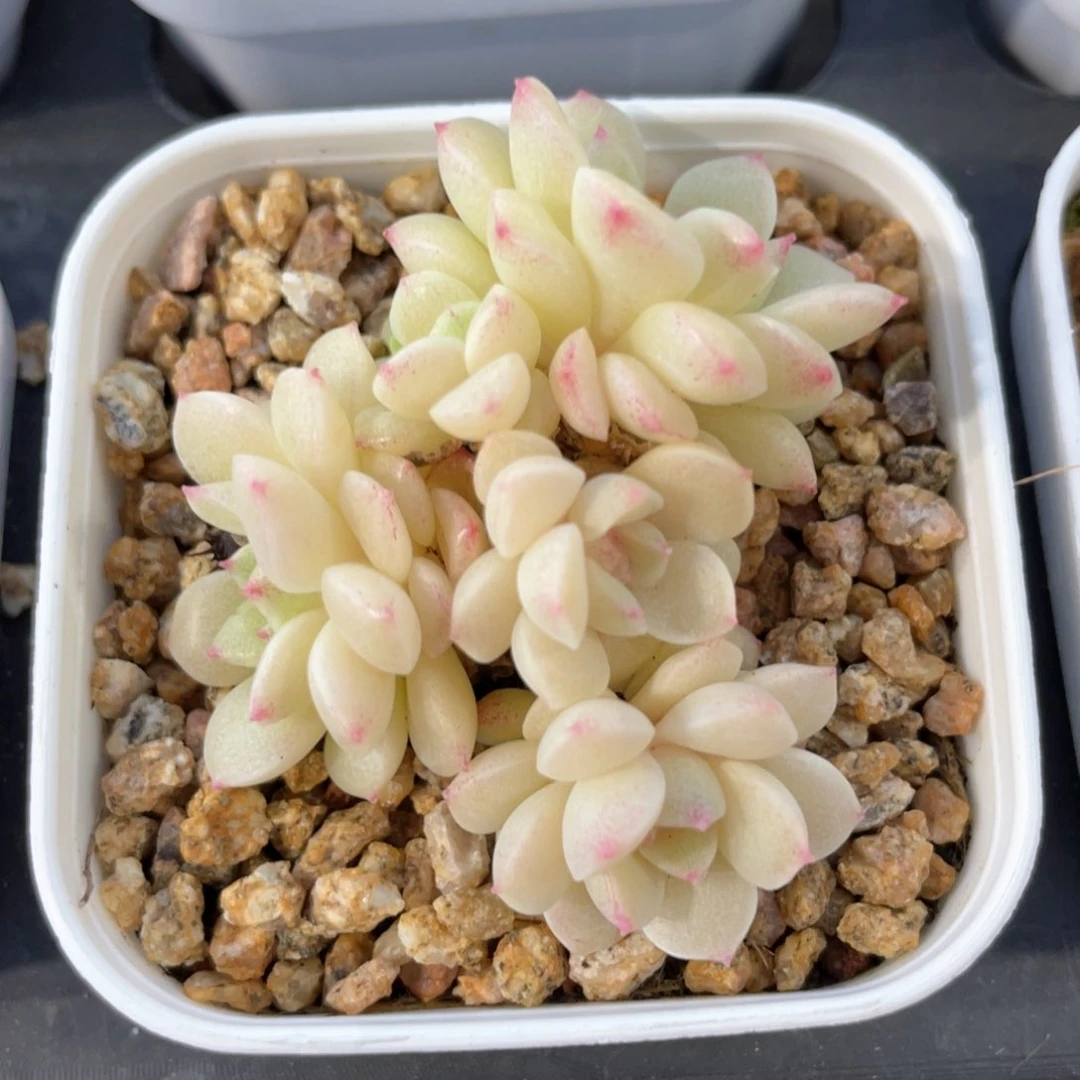 优选珍珠麦杆1199