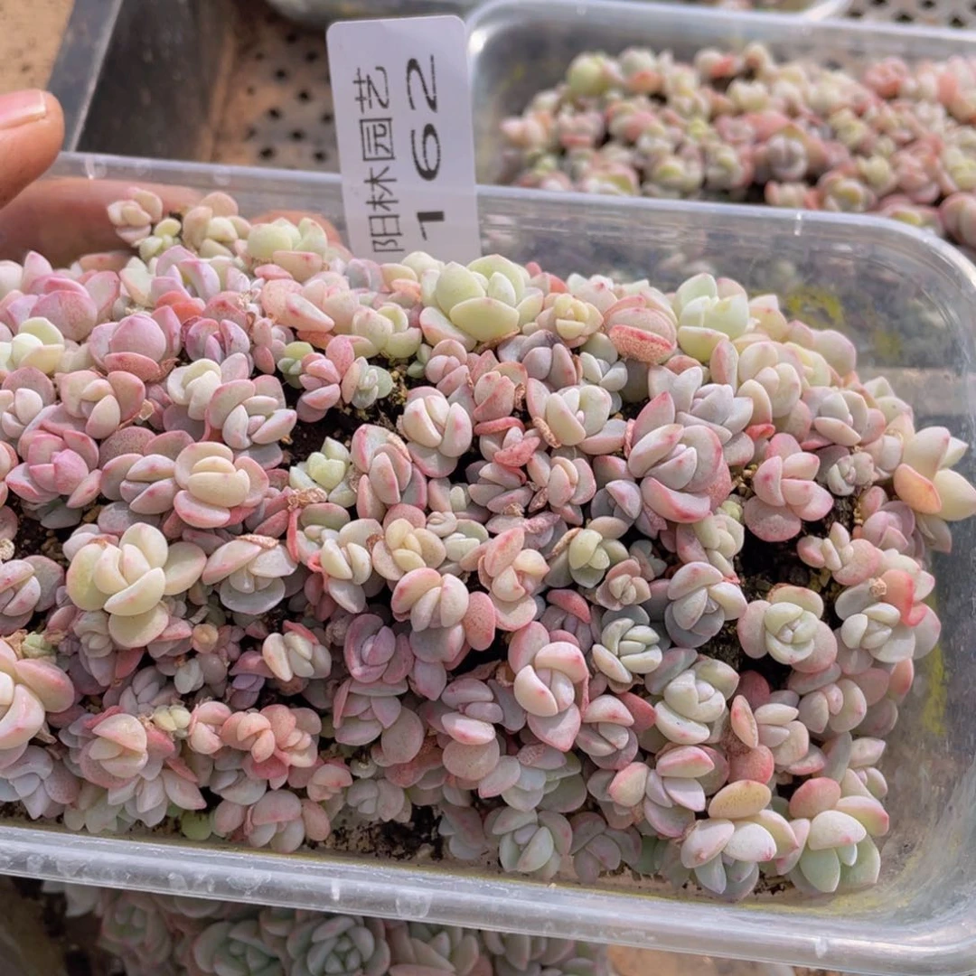 h*z多肉植物多肉植物162