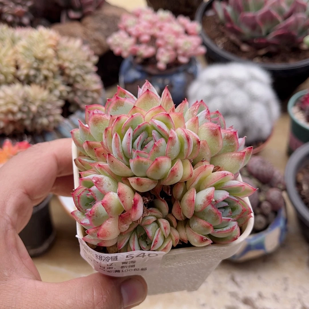 540草莓冰德华多肉