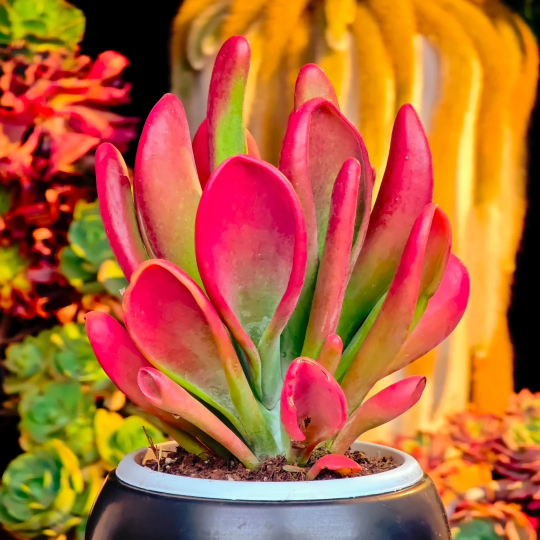 财耳朵#THS 三旬多肉植物好看新手闭眼入阳台庭院一单